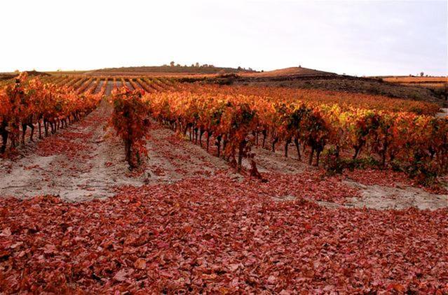 Maison Vigneronne De Bonne Maman - Climatisee Cesseras Exteriör bild